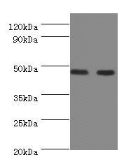 NEU3 Antibody