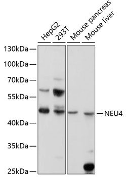 NEU4 antibody