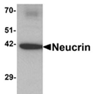 NEUCRIN Antibody