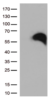 NeuN (RBFOX3) antibody