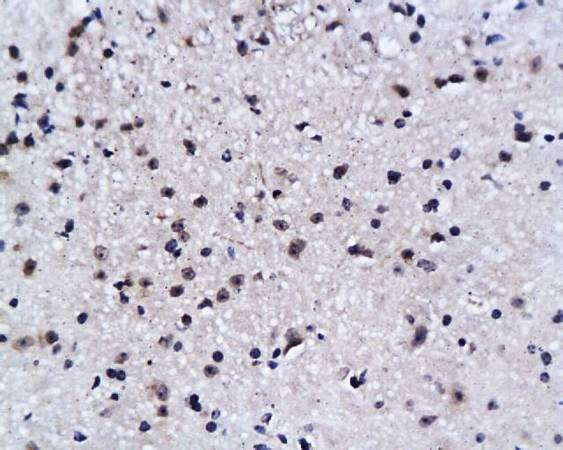 NeuN Rabbit Polyclonal Antibody