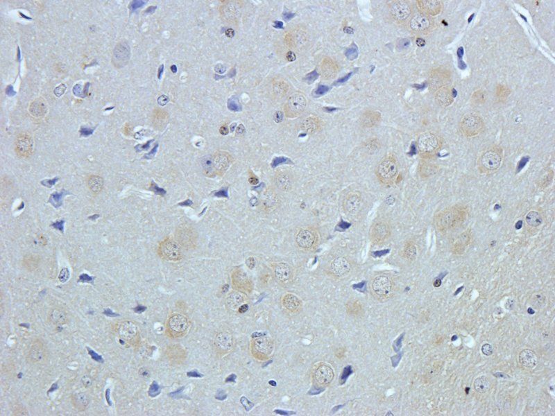 NeuN Rabbit Polyclonal Antibody