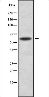 Neuralized-1 antibody