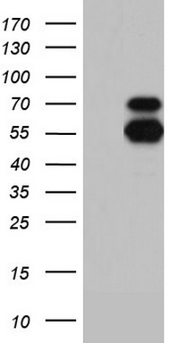 Neuraminidase (NEU1) antibody