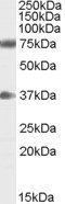 Goat anti-Neuregulin 3 Antibody