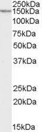 Goat anti-Neurexin 1 Antibody