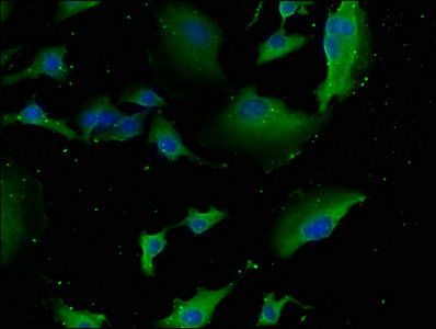 NEURL1B Antibody