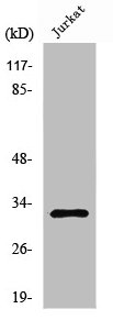 NEURL2 Antibody