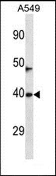 NEURL3 antibody