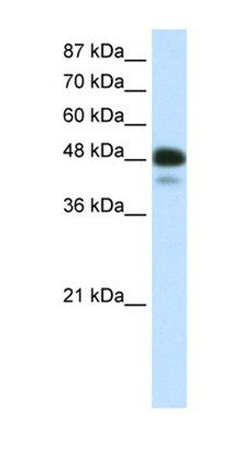NEUROD2 antibody