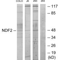 NEUROD2 antibody