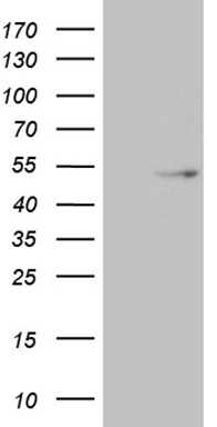 NEUROD4 antibody
