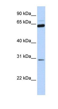NEUROG1 antibody