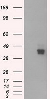 Neurogenin 1 Antibody