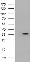 Neurogenin 1 (NEUROG1) antibody