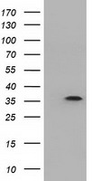 Neurogenin 1 Antibody