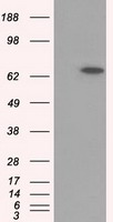 Neurogenin 1 Antibody