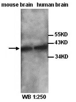 Neurogenin 1 antibody