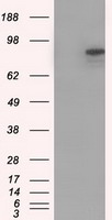 Neurogenin3 Antibody
