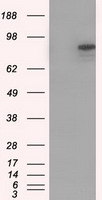 Neurogenin3 (NEUROG3) antibody