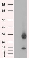 Neurogenin3 (NEUROG3) antibody