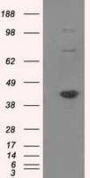Neuroligin 3 Antibody