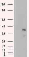 Neuroligin 3 Antibody