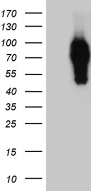 Neuropeptide Y Antibody