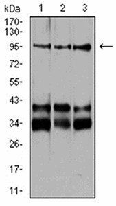 Neuropilin-1 Antibody