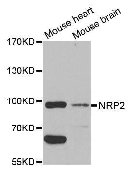 NRP2 antibody