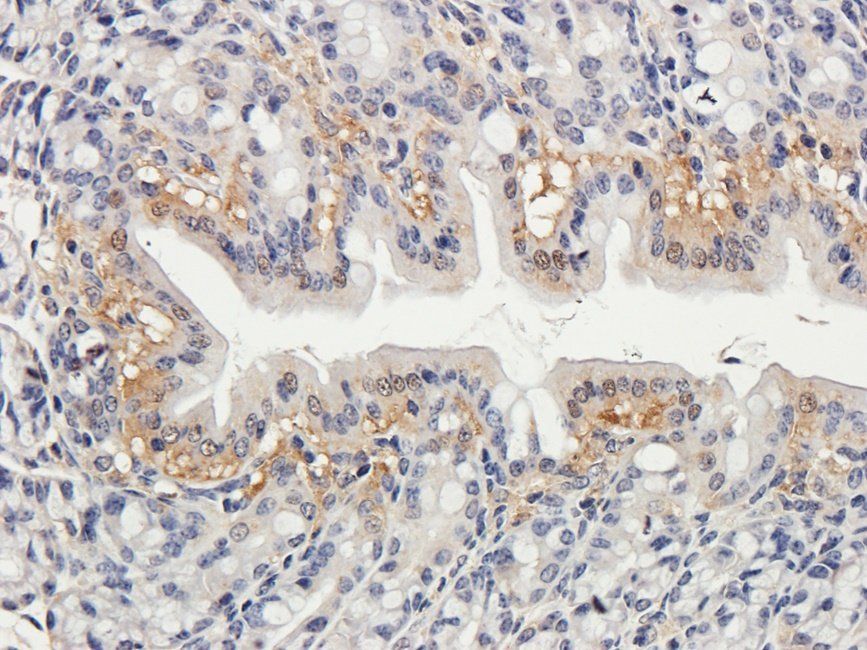 Neuroplastin antibody