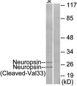 Neuropsin (Cleaved-Val33) antibody