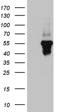 Neuroserpin (SERPINI1) antibody