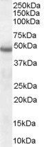 SERPINI1 antibody