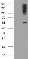 Neurotrophin 3 (NTF3) antibody