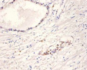 NTF4 Antibody