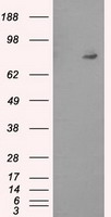 Neurotrophin 4 (NTF4) antibody