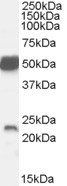 Goat anti-Neurturin (mouse) Antibody