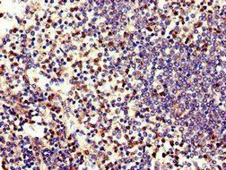 Neutrophil Elastase antibody