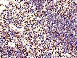 ELANE Antibody