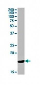 Cathelicidin Monoclonal Antibody [H7] - Unconjugated / 0.1ml
