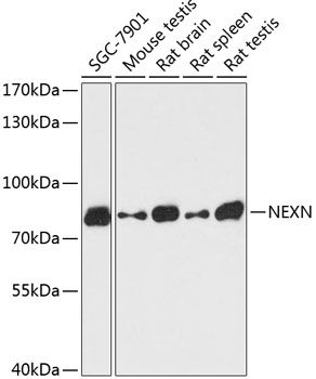 NEXN antibody