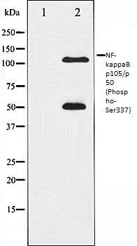 NF-kappaB p105/p50 (Phospho-Ser337) antibody