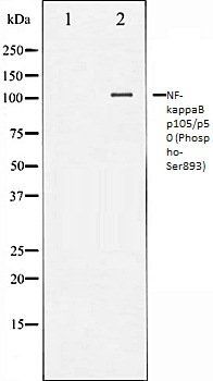 NF-kappaB p105/p50 (Phospho-Ser893) antibody