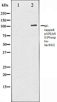 NF-kappaB p105/p50 (Phospho-Ser932) antibody