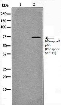 NFkB p65 (Phospho-Ser311) antibody