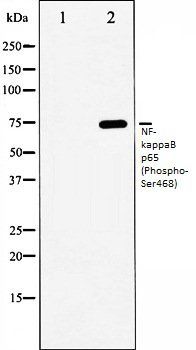 NFkB p65 (Phospho-Ser468) antibody