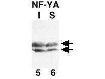 NF-Y antibody