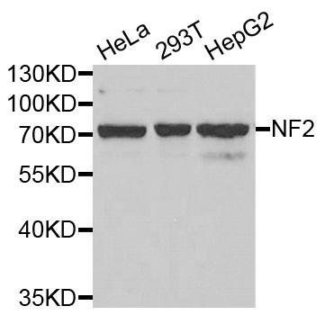 NF2 antibody