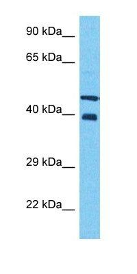 NF2IP antibody